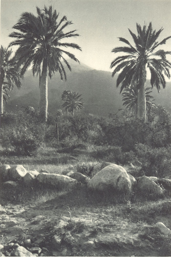CHILE. Ocoa. Palmera chilena – Jubaea spectabilis. Chilean Palm. 1932 print